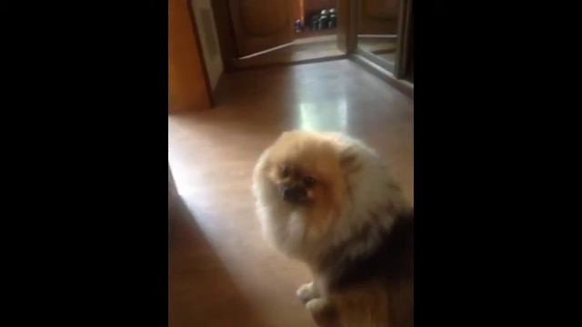 Щпиц смотреть онлайн