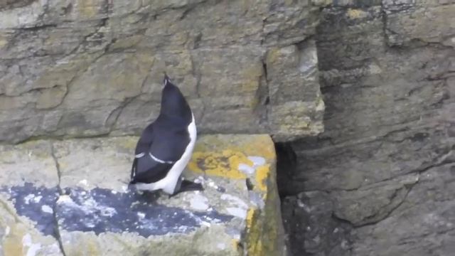 Гагарка - Alca torda.mp4 смотреть онлайн