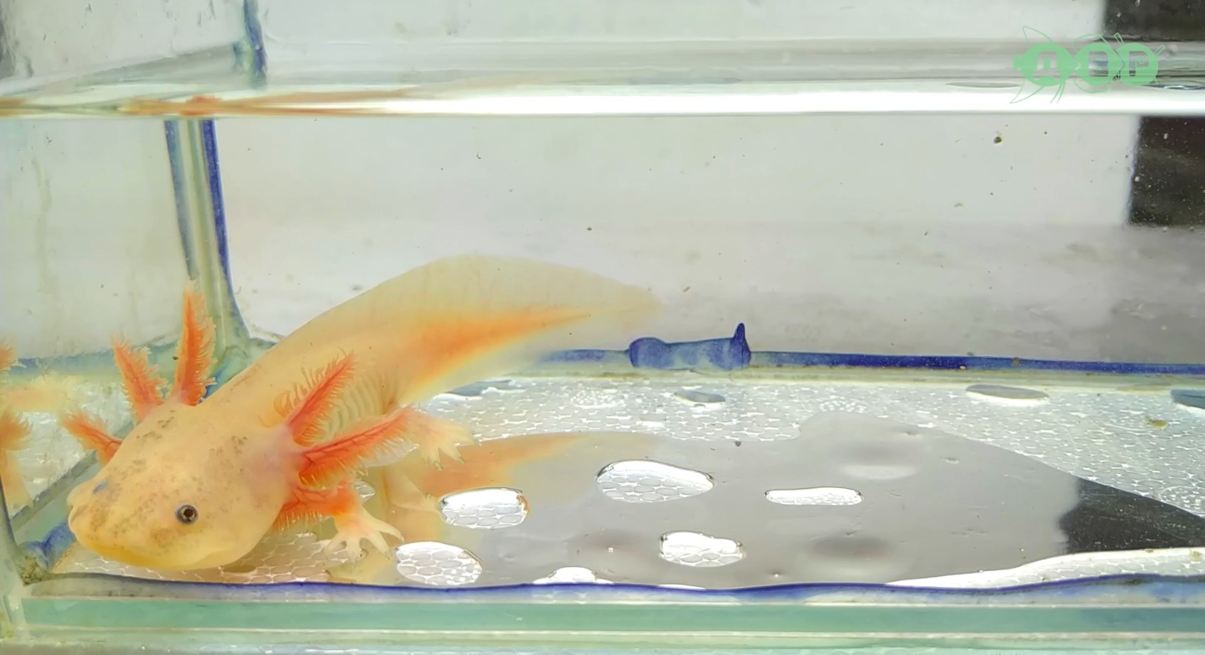 Устраиваюсь работать на разводню! смотреть онлайн