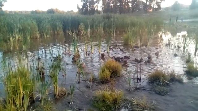 Утки на безымянном озере. Новосибирск / Ducks on a nameless lake. Novosibirsk смотреть онлайн