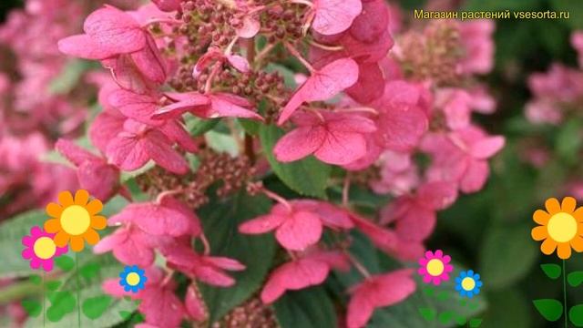 Гортензия метельчатая Мэджикал Файер. Краткий обзор, описание hydrangea paniculata Magical Fire смотреть онлайн