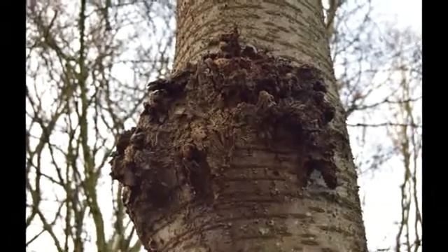 Identification des essences d'arbres sur le site au pied du terril du Boubier смотреть онлайн