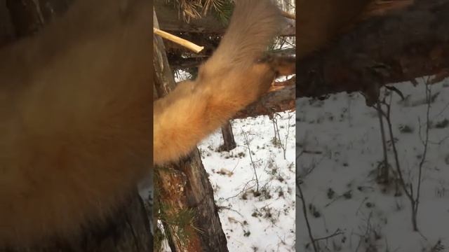 Охота на соболя и куницу, капканами кулёмками смотреть онлайн