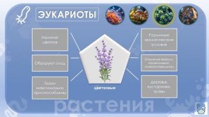 Жизнь на Земле: Разнообразие и Классификация живых организмов