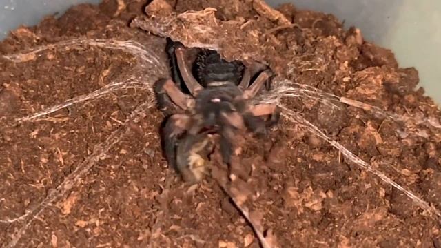 1 trapdoor spider 3 cameras. Liphistius cf ornatus feeding. смотреть онлайн