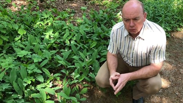 Convallaria majalis (English) смотреть онлайн