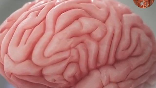 Почему мозг такой "складчатый"? смотреть онлайн