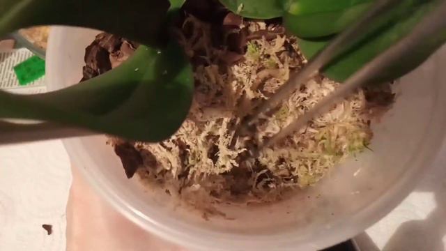 246)ОРХОРАЙ ПОПОЛНИЛСЯЕ ЕЩЁ ОДНОЙ МОЕЙ ОРХИДЕЕЙ🥺😟😕 смотреть онлайн