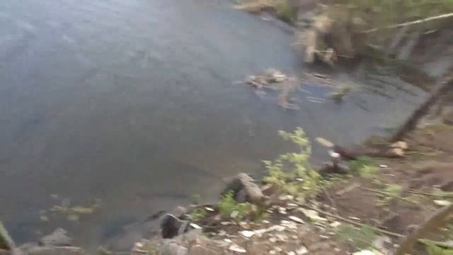 Архив. №12. Посадка ветлы для укрепления дамбы-плотины.