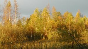 Иеромонах Роман. «Жду Тебя напрасно я…»