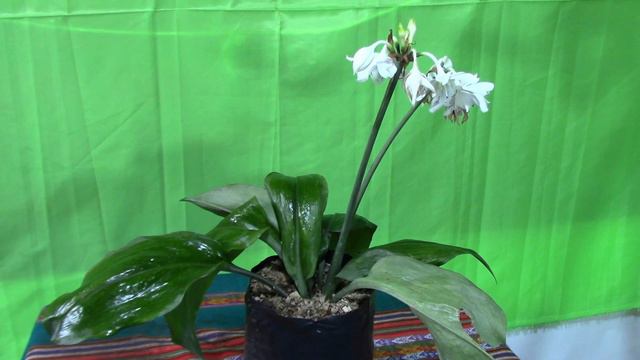 Corona de María (Eucharis x grandiflora) смотреть онлайн