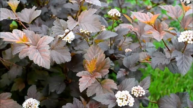 Пузыреплодник калинолистный. Пузыреплодник Ред Диабло весной смотреть онлайн