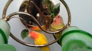 Пение попугайчиков-неразлучников.