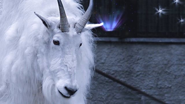 Михаил Иорданский: "Идет коза рогатая" смотреть онлайн