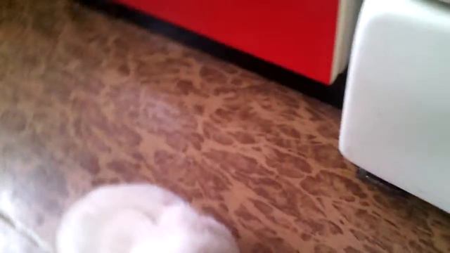 Мой маленький котёнок любит огурчики смотреть онлайн