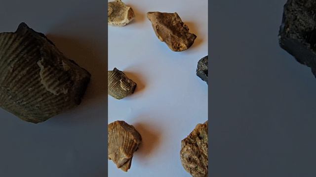 Окаменелые ракушки