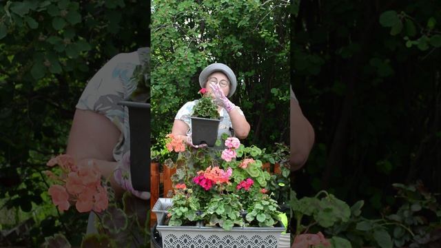 Очаровательные крошки - пеларгонии Нано #shorts смотреть онлайн