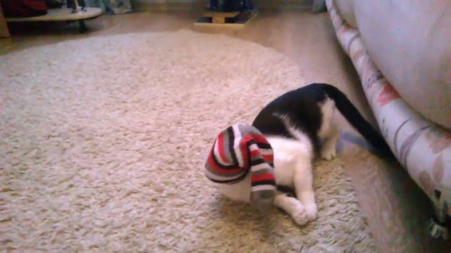 ПРИКОЛЫ С КОТАМИ|КОШКА НОСОК смотреть онлайн