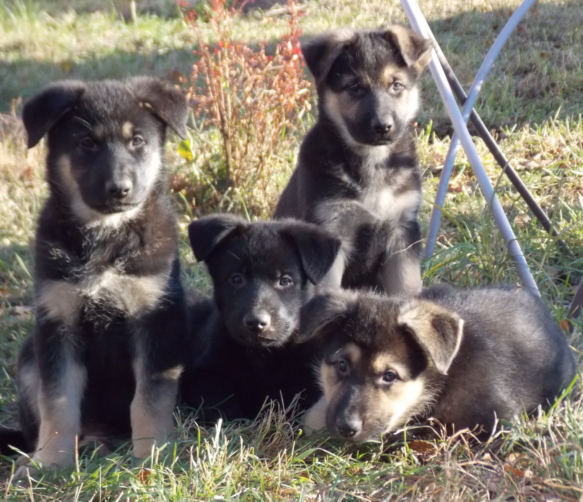 Бестии обыкновенные