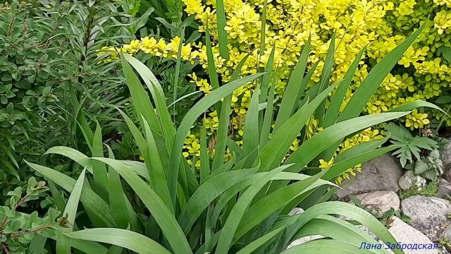 Круглая клумба / Рокарий смотреть онлайн