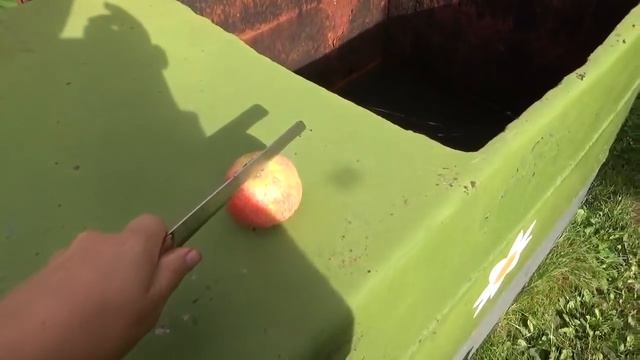 Как определить когда яблоки поспели? смотреть онлайн