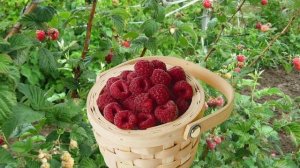 По малину в сад пойдём, плясовую заведём