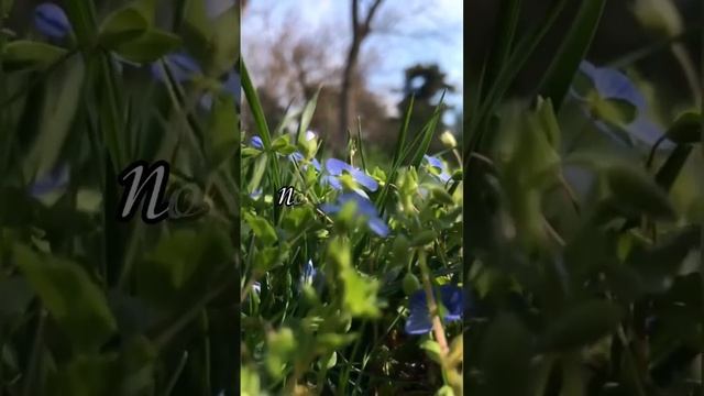 Не бойся начинать заново! #рек#рекомендации#любовь#отношения#новыйшанс#небойся#цветы#трава смотреть онлайн