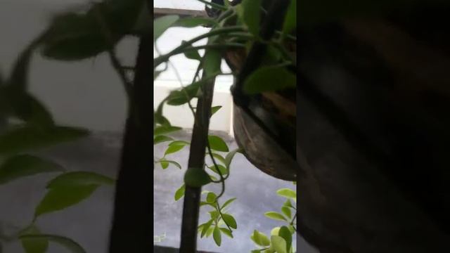 String Of Nickels/ Dischidia Nummularia #shorts