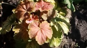 Гейхеры после деления и весенней пересадки.Осень 2017.  # мой сад # гейхеры