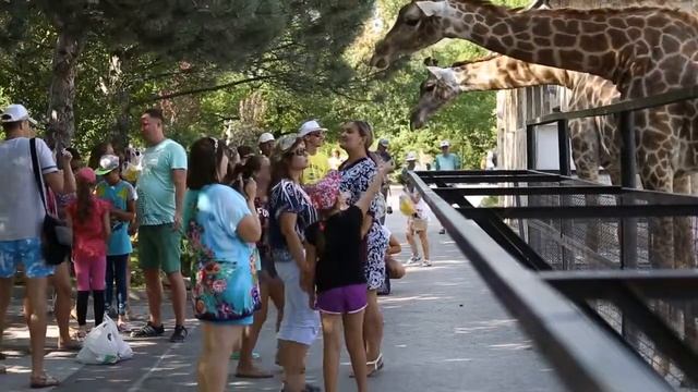 Жирафы смотреть онлайн