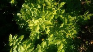 Колорадский жук.Лучшее средство от колорадского жука