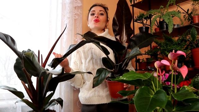 PHILODENDRON IMPERIAL RED | All you need to know смотреть онлайн