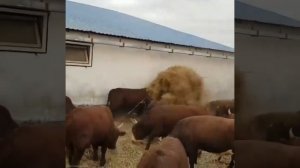 Самая опасная порода быков