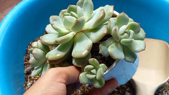 BAGONG POTTING MIX PARA SA SUCCULENT || The Best to смотреть онлайн