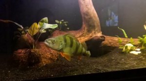 Змееголов Императорский(channa marulioides)