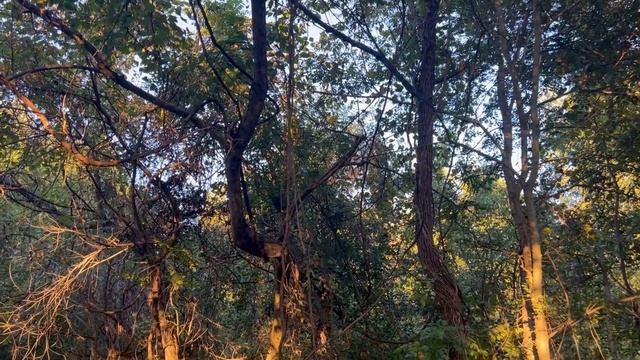 Жизнь в Америке Опасно Ходить по Улицам в США? Защита Женщин в Америке/ Влог смотреть онлайн