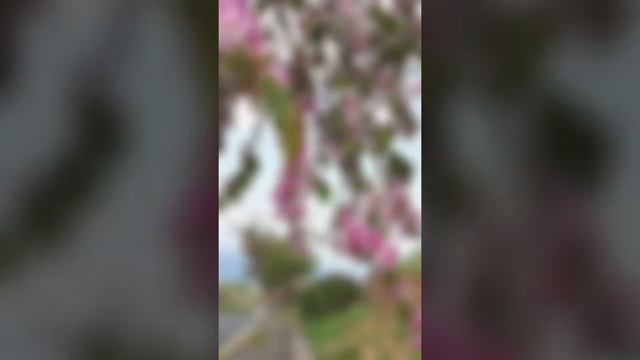 Орхидейное дерево - баухиния пестрая смотреть онлайн