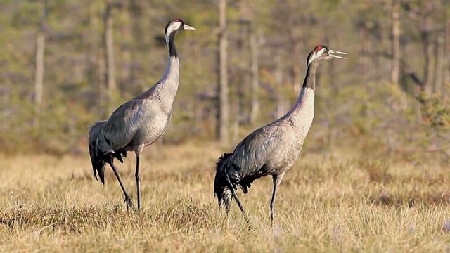 Серый журавль Grus grus смотреть онлайн