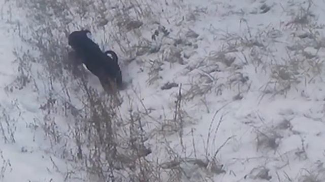 Cane Corso. Щенок кане корсо. Мальчик. смотреть онлайн