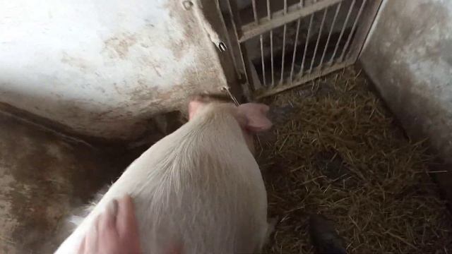 Ранкова робота по господарству//Макуха для свиней//Підготовка лампи для обігріву поросят смотреть онлайн