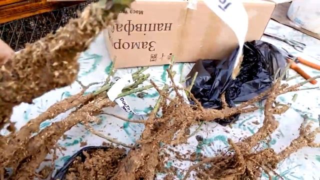 Распаковка саженцев роз из питомника "Долина роз" Покровское смотреть онлайн