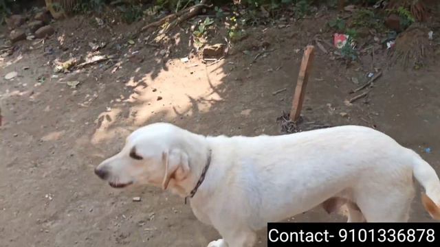 কম দামত লৈ যাওঁক বিলাতি কুকুৰ || SR Dog Farm || All Dogs Available || 🐕🐕🐕 смотреть онлайн