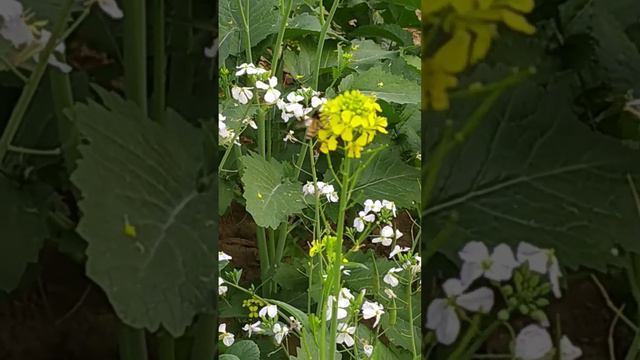 Apis dorsata giant bee смотреть онлайн