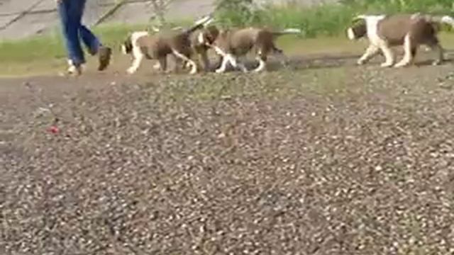 сенбернары щенки смотреть онлайн