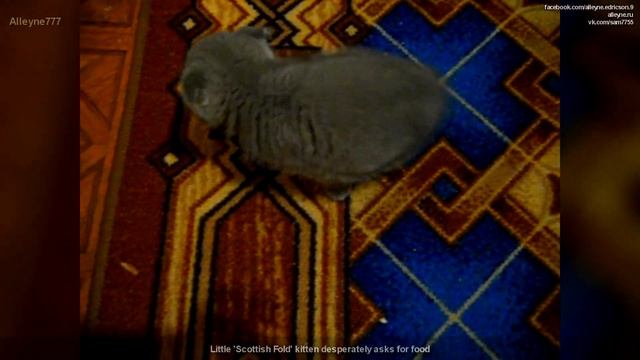 Голодный котенок хочет есть. Маленький котенок Вислоухий Шотландец отчаянно просит поесть