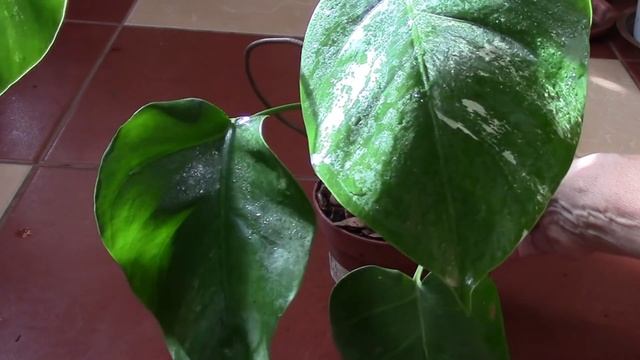 Монстеры меня радуют. История моих монстер! смотреть онлайн