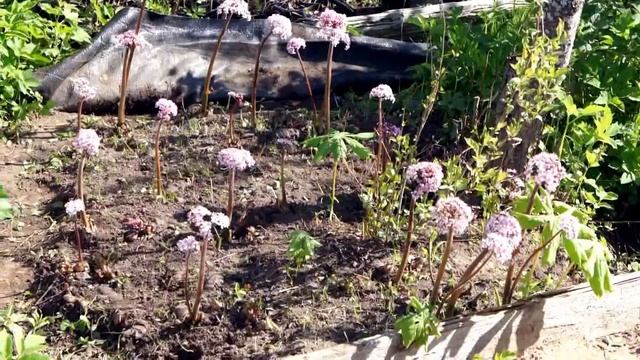 Дармера или пельтифиллум щитовидный - архитектурный многолетник с огромными листьями смотреть онлайн