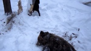 Охота на медведя. Медведь попался в ловушку