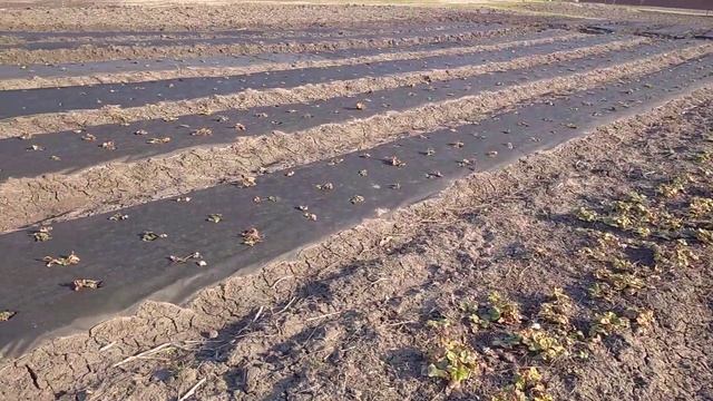 Клубника Клери. Описание сорта смотреть онлайн