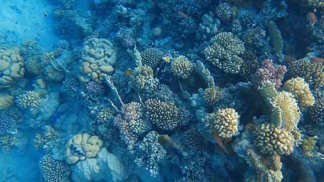 Огромная мурена. Укусит или нет? Много ядовитых крылаток вокруг. смотреть онлайн